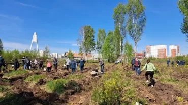 Фото В челябинском Саду памяти высадили тысячи хвойных деревьев