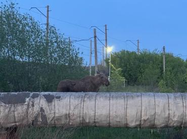 Фото Челябинский эколог объяснил, почему лосиха оказалась в центре города