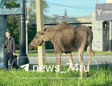 Фото В центр Челябинска пришла лосиха