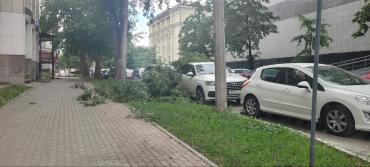 Фото Обрушившийся на Челябинск ураган повалил деревья по всему городу