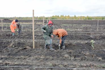 Фото Аграриев-практикантов из Челябинской области поддержит государство
