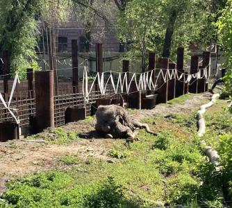 Фото Заблудившуюся в центре Челябинска лосиху выпустили на волю в Сосновском округе