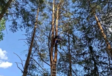 Фото В Златоусте спасатели помогли застрявшей на дереве девушке