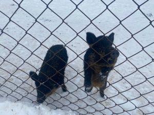 Фото В Челябинской области обсудили регулирование популяции дикого кабана и мониторинг здоровья диких животных