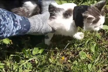 Фото В Нижегородской области задержали кота‑наркокурьера, пытавшегося незаметно проникнуть в колонию