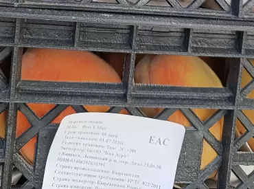 Фото     В Челябинскую область не пустили персики из Киргизии