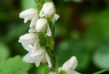 Фото Орхидея столетних лесов: на Таганае расцвела гудайера ползучая