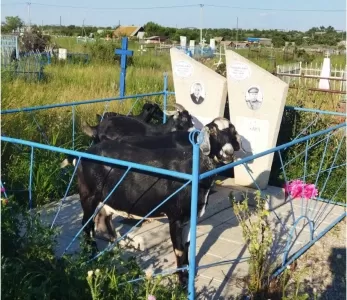 Фото Брединские козы облюбовали кладбище, жители в шоке