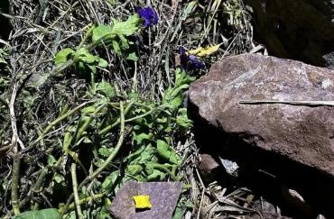 Фото Полиция Челябинска пресекла деятельность наркокурьера-иностранца