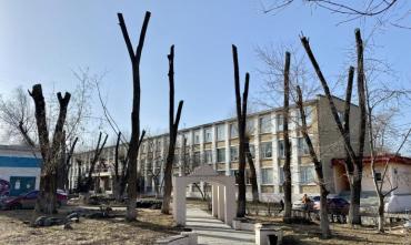 Фото Городок рогаток: в Челябинске «освежевали» деревья рядом с 31-м лицеем