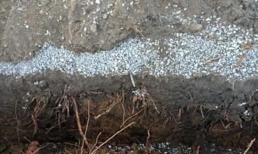 Фото Жительница Челябинска заявила о повреждениях корней канадских кленов при благоустройстве «Плодушки»