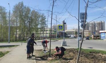 Фото В Челябинске на улице Скульптора Головницкого появится почти сто лип