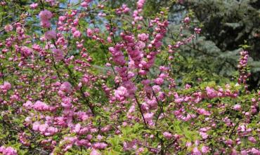 Фото Челябинцы любуются цветущей сакурой в горсаду имени Пушкина