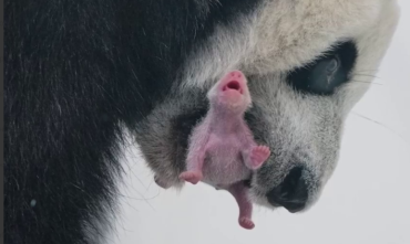 Фото Первый в истории России детёныш большой панды родился в Московском зоопарке 