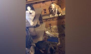 Фото В Челябинске в приюте заживо сгорели 12 кошек и кролик