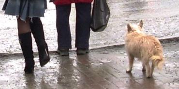 Фото В Челябинске появится дополнительная троллейбусная линия