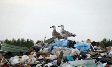 Фото В Минобороны связали рост заболеваемости птичьим гриппом в РФ с миграцией птиц с Украины