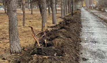 Фото Владов: В сквере на Сельмаше конченые люди отрубили корни лиственниц