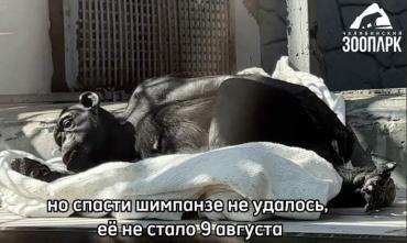 Фото В зоопарке Челябинска умерла 31-летняя шимпанзе Соня