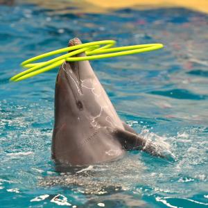 Фото Агентство «Урал-пресс-информ» разыгрывает билеты в дельфинарий