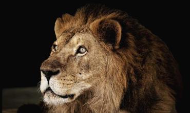 Фото Печальная новость: челябинский зоопарк сообщил о смерти льва Ричарда