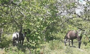Фото Челябинцы возмутились выпасом лошадей в парке «Плодушка»