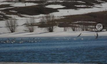 Фото В окрестностях Магнитогорска появились лебеди