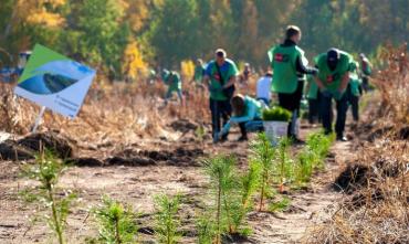 Фото В Челябинской области сотрудники ЮУЖД высадили 19 тысяч деревьев