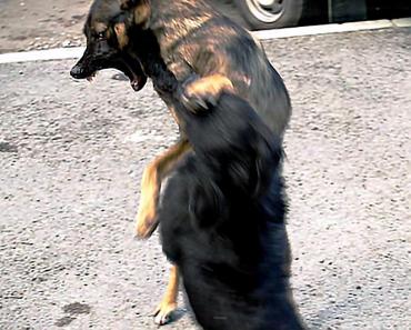 Фото В Челябинске бродячая собака покусала девушку