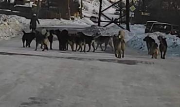 Фото СК проверит информацию о нападении бродячих собак на школьников Златоуста