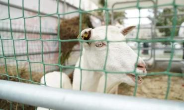 Фото На выставке «Агро-2021» челябинцы смогут бесплатно привить домашних животных от коронавируса