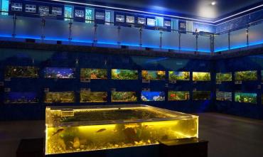 Фото Челябинскому дому-аквариуму грозит штраф за незаконную деятельность