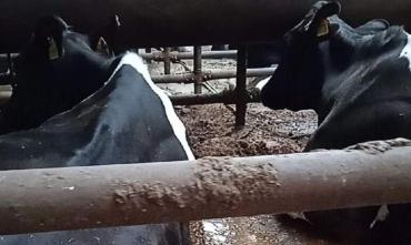 Фото Текслера просят помочь убрать за коровами