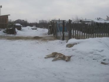 Фото «Месть за баранов»: так объяснила «казнь» домашней собаки жительница деревни Малково