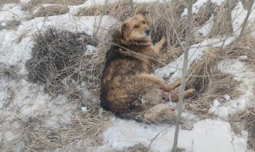 Фото Ползала на передних лапах: в Челябинске спасли попавшую в беду собаку