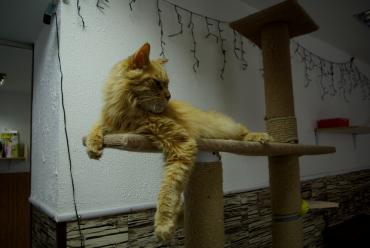 Фото Любите кошек? Вам в «Котофей»!