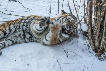 Фото Челябинский фонд «Спаси меня» объявил всероссийскую акцию по случаю десятилетия Жорика