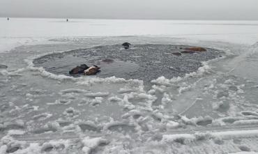 Фото Спасатели Метлино пришли на помощь тонувшим в озере Кожакуль лошадям