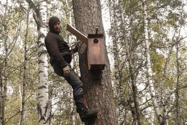 Фото Совы Таганая стали объектом внимания любителей нестбриксинга, пернатые получат бесплатное жилье
