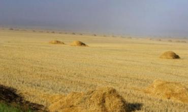 Фото Минсельхоз не рекомендует южноуральским аграриям продавать зерно нового урожая