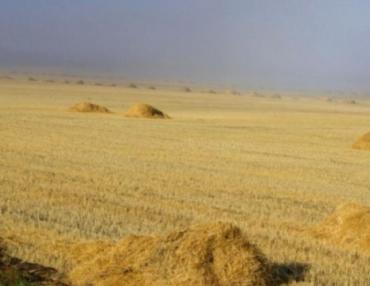 Фото Алексей Кобылин посоветовал аграриям Челябинской области уходить от пшеницы