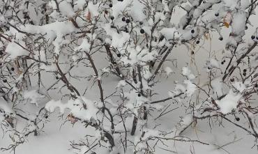 Фото В Челябинской области четвертого января – снег, рост температуры, падение давления
