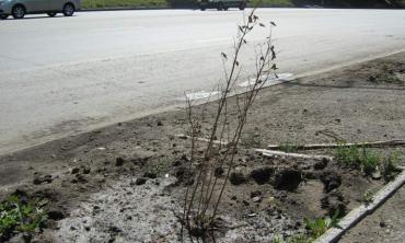 Фото Челябинские власти все-таки сумели заставить «Стройком» заняться заменой погибших растений
