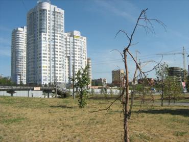 Фото В Челябинске посадят больше деревьев, чем уничтожили