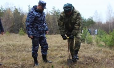 Фото Челябинские силовики высадили 800 кедров в поддержку движения «Полки Победы»