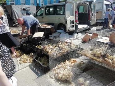 Фото В Челябинской области обнаружили цыплят «вне закона». Желторотых проверяют на птичий грипп