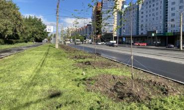 Фото В Челябинске снесут несколько десятков сухих деревьев