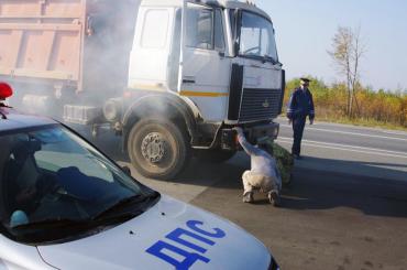 Фото В Челябинской области стартовала акция «На дорогу без перегруза!»
