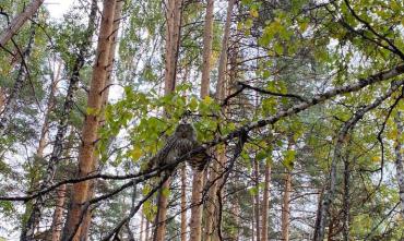 Фото Дикие совы, которых вылечил челябинский Айболит, обрели свободу в заповедном лесу