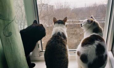 Фото Лютый Запад: под санкции попали даже российские кошки